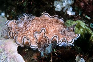 Glossodoris (Glossodoris hikuerensis)