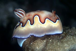 Chromodoris coi (Chromodoris coi)