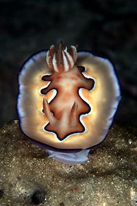 Chromodoris coi (Chromodoris coi)