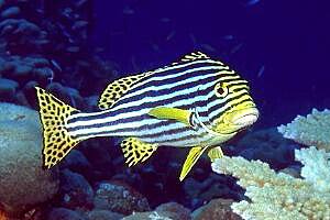 Gaterino orientale (Plectorhinchus orientalis)