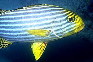 Gaterino orientale (Plectorhinchus orientalis)