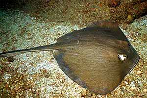 Razza (Dasyatis americana)