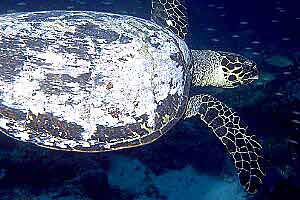 Tartaruga verde (Chelonia mydas)