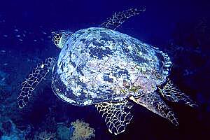 Tartaruga verde (Chelonia mydas)