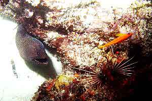 Murena bordata (Gymnothorax flavimarginatus)