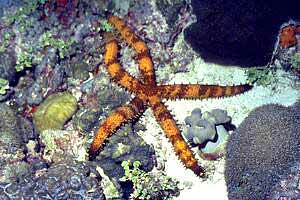 Stella marina (Mithrodia clavigera)