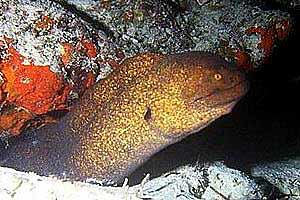 Murena bordata (Gymnothorax flavimarginatus)