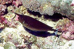 Pesce chirurgo unicorno (Naso brevirostris)