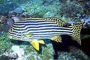 Gaterino orientale (Plectorhinchus orientalis)