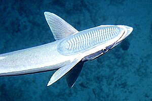 Remora (Echeneis naucrates)