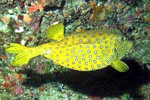Pesce scatola cubo (Ostracion cubicus)