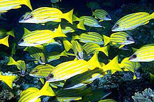 Lutiano a righe gialle (Lutjanus kasmira)