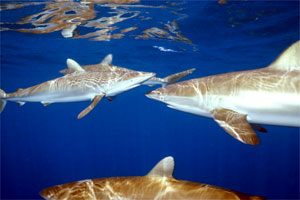 Squalo del reef caraibico (Carcharhinus perezi)