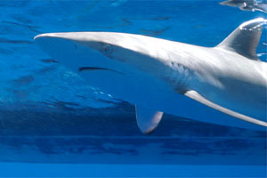 Squalo del reef caraibico (Carcharhinus perezi)