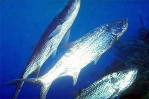 Tarpone (Megalops atlanticus)