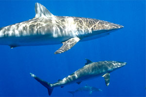 Squalo del reef caraibico (Carcharhinus perezi)