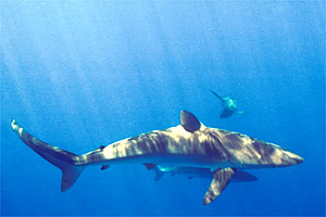 Squalo del reef caraibico (Carcharhinus perezi)