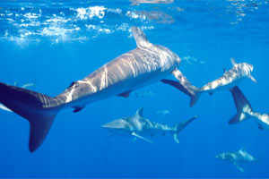 Squalo del reef caraibico (Carcharhinus perezi)