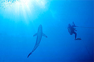 Squalo del reef caraibico (Carcharhinus perezi)