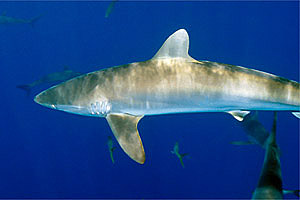 Squalo del reef caraibico (Carcharhinus perezi)