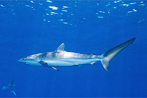 Squalo del reef caraibico (Carcharhinus perezi)