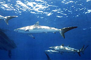 Squalo del reef caraibico (Carcharhinus perezi)