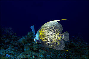 Pesce angelo francese (Pomacanthus paru)