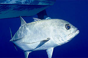 Carangide (Caranx latus)