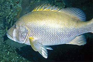 Dentice cane (Lutjanus jocu)