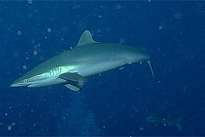 Squalo del reef caraibico (Carcharhinus perezi)