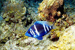 Pesce amleto (Hypoplectrus indigo)