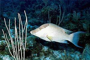 Pesce porco (Lachnolaimus maximus)