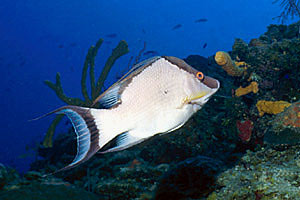 Pesce porco (Lachnolaimus maximus)