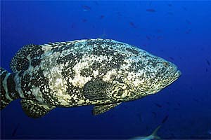 Cernia jewfish (Epinephelus itajara)