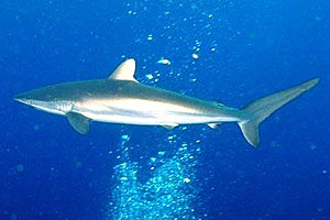 Squalo del reef caraibico (Carcharhinus perezi)