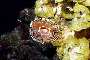 Spirografo (Notaulax nudicollis)