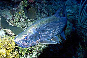 Tarpone (Megalops atlanticus)