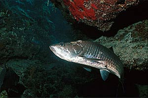 Tarpone (Megalops atlanticus)