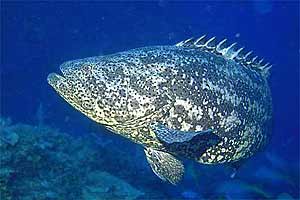 Cernia jewfish (Epinephelus itajara)