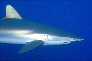 Squalo del reef caraibico (Carcharhinus perezi)