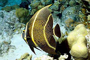 Pesce angelo francese (Pomacanthus paru)