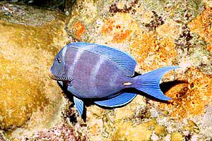 Pesce chirurgo blu (Acanthurus coeruleus)