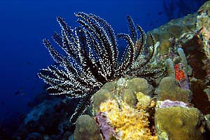 Crinoide bianco e nero (Nemaster grandis)