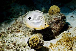 Pesce farfalla quattr'occhi (Chaetodon capistratus)