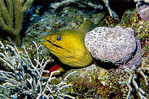 Murena verde (Gymnothorax funebris)