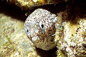 Murena nido d'ape (Gymnothorax saxicola)