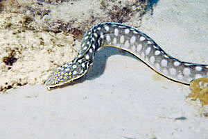 Murena (Myrichthys breviceps)