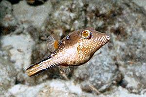 Pesce palla (Canthigaster rostrata)