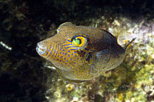 Pesce palla (Canthigaster rostrata)
