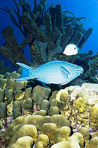 Pesce pappagallo regina (Scarus vetula)